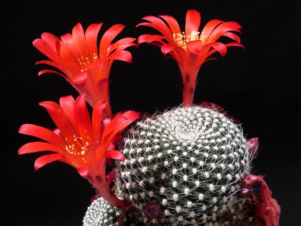 Rebutia